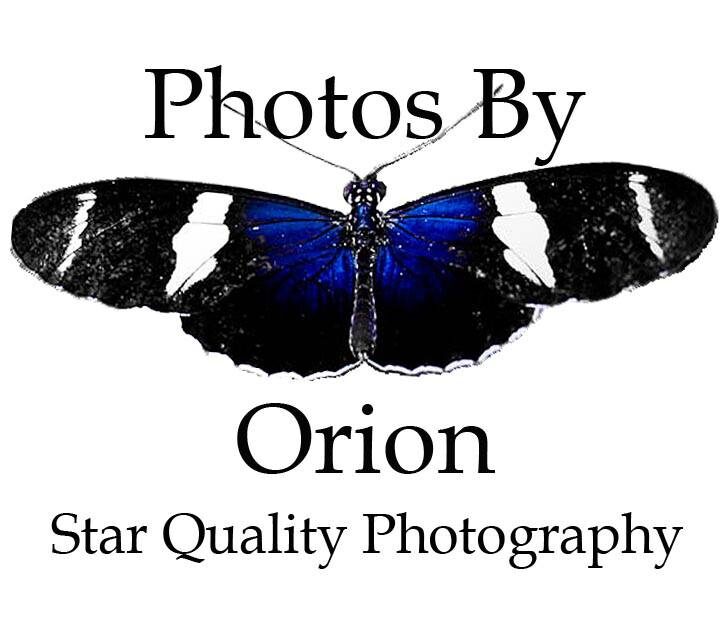 Photos by Orion - Star Quality Photography - black, white, and blue butterfly
